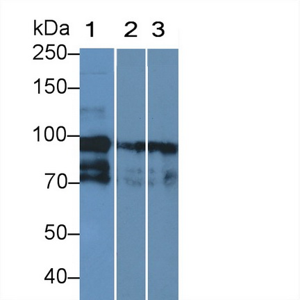 PAA635Mu02.jpg