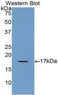 Polyclonal Antibody to Bone Morphogenetic Protein 6 (BMP6)