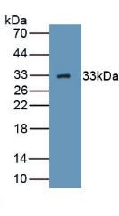 Polyclonal Antibody to Complement component 1 Q subcomponent-binding protein, mitochondrial (C1QBP)