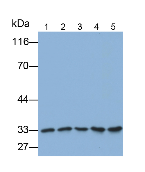 Polyclonal Antibody to Complement component 1 Q subcomponent-binding protein, mitochondrial (C1QBP)