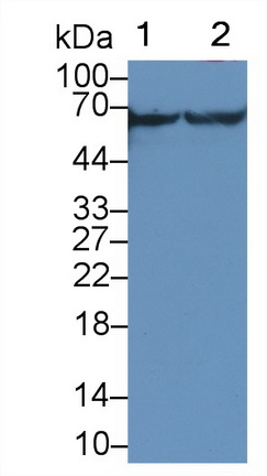 Polyclonal Antibody to Calcium/Calmodulin Dependent Protein Kinase II Gamma (CAMK2g)