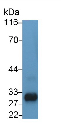 Polyclonal Antibody to Kallikrein 11 (KLK11)