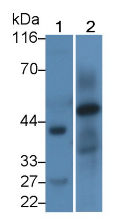 PAA670Hu01.jpg