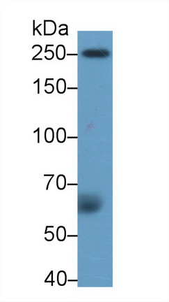 Polyclonal Antibody to Coagulation Factor V (F5)