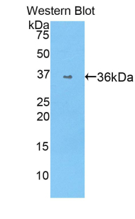 Polyclonal Antibody to Coagulation Factor V (F5)