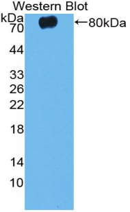 Polyclonal Antibody to Caspase 12 (CASP12)