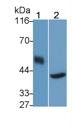 Polyclonal Antibody to Cluster Of Differentiation 14 (CD14)