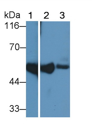 Polyclonal Antibody to Cluster Of Differentiation 14 (CD14)