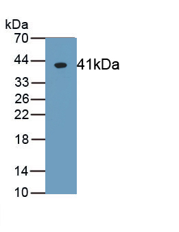 Polyclonal Antibody to Cluster Of Differentiation 14 (CD14)