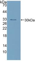 Polyclonal Antibody to Calretinin (CR)