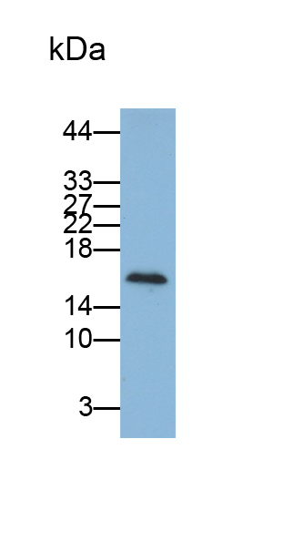 Polyclonal Antibody to Procalcitonin (PCT)