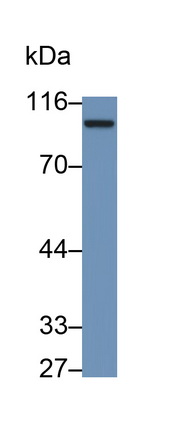 Polyclonal Antibody to Neuropilin 1 (NRP1)