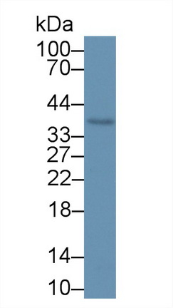 Polyclonal Antibody to Kallikrein 10 (KLK10)