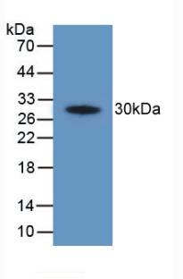 Polyclonal Antibody to Cyclooxygenase-2 (COX 2)