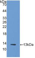 Polyclonal Antibody to Thioredoxin (Trx)