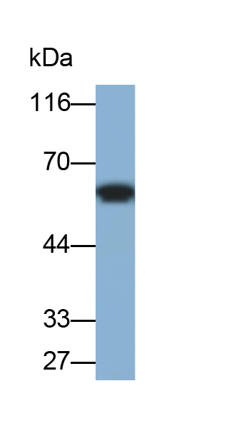 PAA703Ra01.jpg
