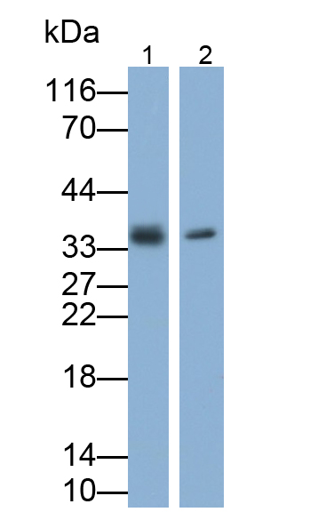 Polyclonal Antibody to Apolipoprotein E (APOE)