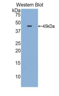 Polyclonal Antibody to Apolipoprotein E (APOE)