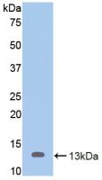 Polyclonal Antibody to Mucin 2 (MUC2)