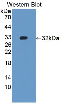 Polyclonal Antibody to Toll Like Receptor 9 (TLR9)