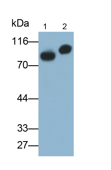 PAA710Mu01.jpg