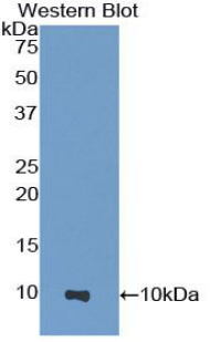 Polyclonal Antibody to Heparanase (HPSE)