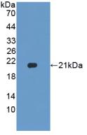 Polyclonal Antibody to Heparanase (HPSE)