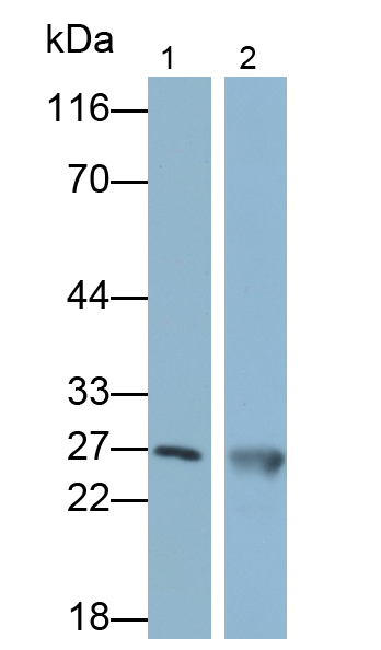 Polyclonal Antibody to Hypoxanthine Phosphoribosyltransferase 1 (HPRT1)