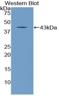 Polyclonal Antibody to C-Type Natriuretic Peptide (CNP)