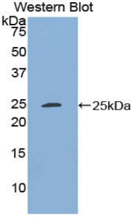 PAA722Ra01.jpg