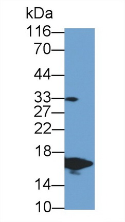 Polyclonal Antibody to Prealbumin (PALB)