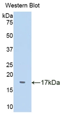 Polyclonal Antibody to Prealbumin (PALB)