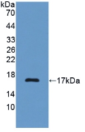 PAA731Ra01.jpg