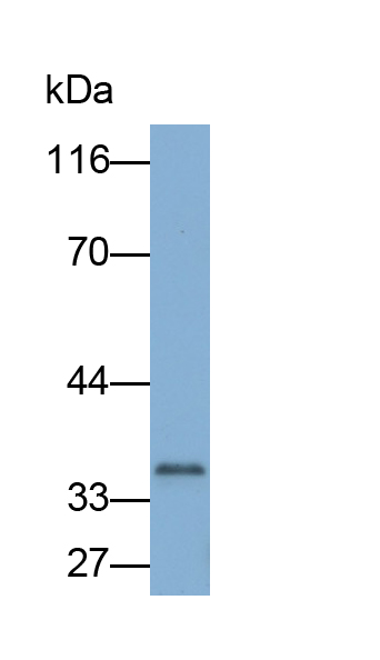 Polyclonal Antibody to Fibroblast Growth Factor 23 (FGF23)