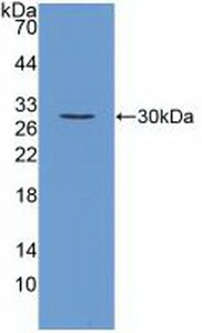 Polyclonal Antibody to Fibroblast Growth Factor 23 (FGF23)