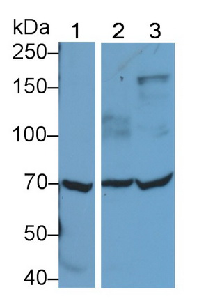 Polyclonal Antibody to Toll Like Receptor 4 (TLR4)