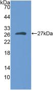 Polyclonal Antibody to Myosin Heavy Chain 1 (MYH1)