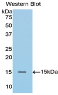 Polyclonal Antibody to Mucin 5 Subtype AC (MUC5AC)