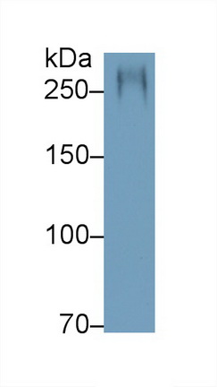 Polyclonal Antibody to Mucin 5 Subtype AC (MUC5AC)