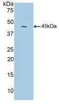 Polyclonal Antibody to Complement C3 Convertase (C3 Convertase)