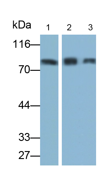 Polyclonal Antibody to Forkhead Box Protein O3 (FOXO3)