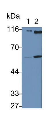 Polyclonal Antibody to Podocalyxin (PODXL)