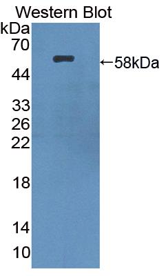 FITC-Linked Polyclonal Antibody to Lipase, Hepatic (LIPC)