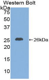 Polyclonal Antibody to Chemokine C-X-C-Motif Ligand 16 (CXCL16)