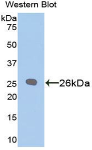 FITC-Linked Polyclonal Antibody to B-Cell Leukemia/Lymphoma 2 (Bcl2)