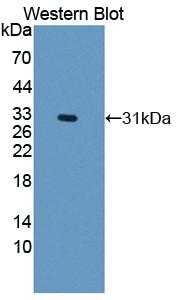 Polyclonal Antibody to Nicotinamide Adenine Dinucleotide Phosphate Oxidase 3 (NOX3)