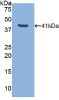 Polyclonal Antibody to Lactoferrin (LTF)