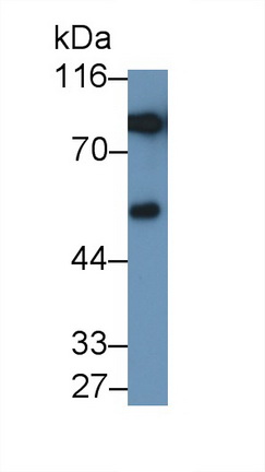 Polyclonal Antibody to Lactoferrin (LTF)