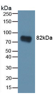 PAA782Ra01.jpg