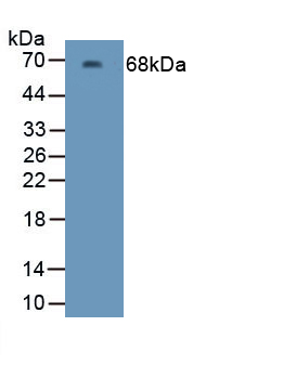 Polyclonal Antibody to Kidney Injury Molecule 1 (Kim1)